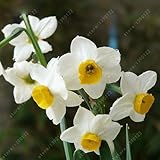 100pcs flower daffodil,daffodil seeds(not daffodil bulbs)bonsai flower seeds aquatic plants double p