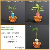 土なし清潔水やり簡単　セラハイトアース　手作り籐製カバー付き３個セット　 ドラセナ・サンデリアーナ・ビクトリー、同ゴールド、パキラ3種