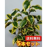 【ノーブランド品】ギルドエッジ樹高0.3m前後15cmポット【5本セット】