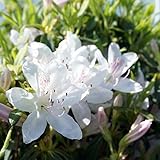 ツツジ キシツツジ　若鷺 (ワカサギ)　ポット苗木