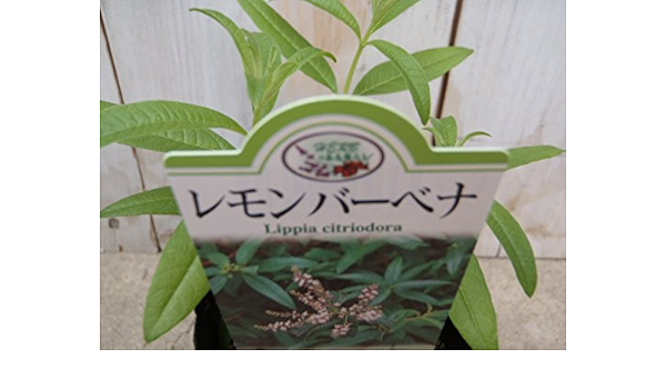 Amazon 人気のハーブ レモンバーベナ 料理 ハーブティー 香り 観葉植物 オンライン通販