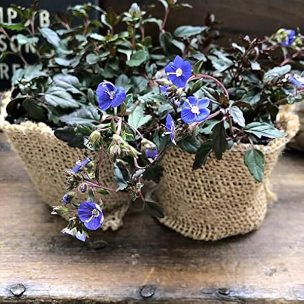 Amazon ベロニカオックスフォードブルー 2個セット グランドカバーに 観葉植物 オンライン通販