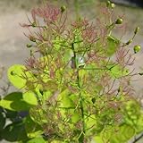 スモークツリー・ゴールデン スピリット 3年生苗