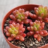 ニジノタマ 虹の玉 7.5cmポット セダム 福岡県産 多肉植物 多肉 観葉植物 インテリアグリーン 寄せ植えに