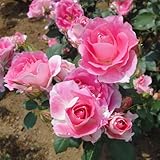 四季咲中輪バラ：ケアフリーワンダー大苗[木バラタイプ][四季咲き] ノーブランド品