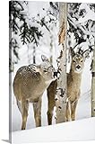 マイケル・Interisanoプレミアムシックラップキャンバス壁アート印刷題名2つYoung Deer In A雪Chewing on Tree Bark、アルバータ、カナダ 20" x 30" 20
