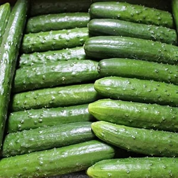 Amazon.co.jp: 高知産 きゅうり キュウリ 約5㎏ : 食品・飲料・お酒