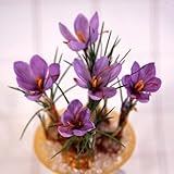 サフラン15球入り3袋セット [雌しべがスパイスになる！サフランライスやパエリアに]