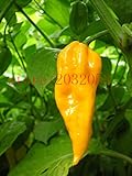 100希少な黄色の唐辛子の種ホットチリハバネロデビル舌黄色唐辛子の種家庭菜園のための最高の野菜の種