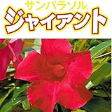 マンデビラ：サンパラソルジャイアントクリムゾンキング3.5号 2株セット ノーブランド品