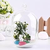 New Arrival Glass Vase Hanging Terrarium Succulents Plant Landscape Home Decor Gift, 5-Inch