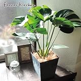 モンステラ ＋ ブリキブラックスクエアカバー付き ヤシ繊維付き