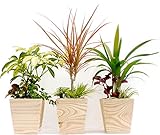 木鉢３寸観葉３種寄せ植え３点セット-シェフレラ、コンシンネ、アレカヤシ