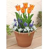 そのまま植えて楽しむセット／香りのチューリップ　[秋植え球根と植え付け用紙容器のセット] ノーブランド品