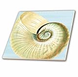 3dRose ct_63637_1 Beautiful White Seashell Beach Themed Art Ceramic Tile, 4" [並行輸入品]