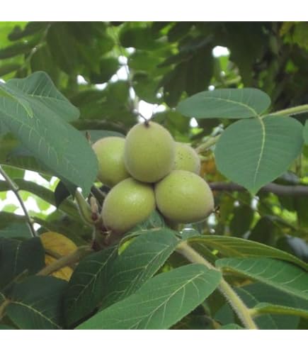 Amazon.co.jp: 胡桃(クルミ)苗木 菓子くるみの苗木 13.5cmポット苗 1