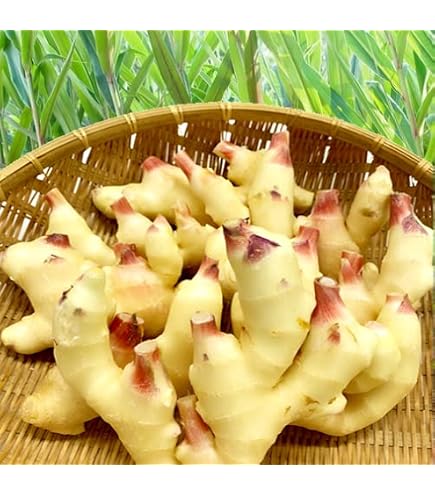 Amazon.co.jp: 高知産 新生姜B品約4キロ ハウス栽培 : 食品・飲料・お酒
