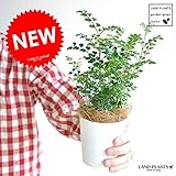 LAND PLANTS 【観葉植物】 シマトネリコ （3号サイズ ）