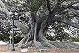 サンタバーバラ、CA – フォト – サンタバーバラのMoretonベイFig Tree located inサンタバーバラ、カリフォルニア、is believed to be最大のFicus Mac