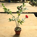 盆栽　苗　現品限り！：寒椿*さざんか　盆栽素材！素焼き鉢