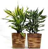 木製４寸サンデリアー２色セット