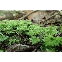 Amazon.co.jp: クジャクゴケ（孔雀苔）希少【天然無農薬】1セット（5