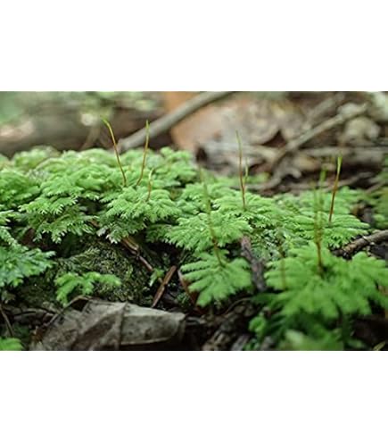 苔テラリウム 使ってみたかった瓶で😁🌿 ・ 苔テラリウム No 147