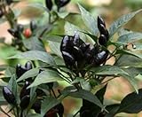 200 seeds Giant Spices Spicy Red Chili Hot Pepper Seeds Plants potted bonsai garden courtyard balcon