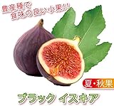 ミニイチジク　ブラックイスキア【果樹苗9cmポット/2個セット】【秋が植え時即出荷!送料込み価格!】