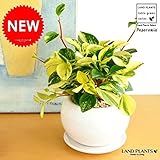 LAND PLANTS ペペロミア・グラベラ 白色丸型陶器 多肉質の植物