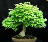 7 Kinds for choose 20 pcs Rare blue maple Seeds Bonsai Tree Plants Pot Suit for DIY home garden Japa