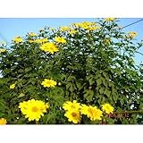 ひまわり：皇帝ひまわり3.5号ポット 2株セット[高さ4ｍ以上！超巨大ひまわり] ノーブランド品