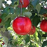 リンゴ 【紅玉（こうぎょく）】 1年生 接木 ポット苗