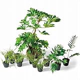 オンリーワン　浴室前・ユーティリティ前　植栽セット　インパクト　ヤツデ　カッコいい景色　KJ6-SET13