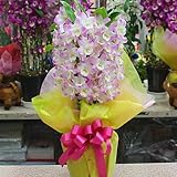 蘭の花鉢 デンドロビューム ピンク陶器鉢植え 祝い花・誕生日プレゼント、退職・昇進・昇格などお祝い 花 ギフト