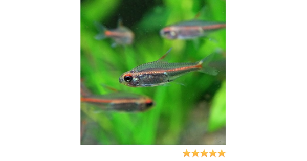 Amazon 熱帯魚 グローライトテトラ 約2cm 10匹 生体 観賞魚 水中生物 通販
