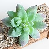SUND　小型　人工観葉植物　多肉植物　造花　DIY　模造葉　ミニ多肉植物　フロッキング　手触りいい　手作り　インテリア　雑貨　高品質　枯れない　結婚式　誕生日　発表会　入学式　卒業式　適用　選べる3
