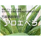 Amazon アロエベラ苗2株 50cm以上 重量2kg以上 観賞用 食用 手作り化粧水などに 観葉植物 オンライン通販