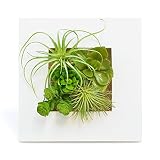 GREENPARK 多肉植物ミックスB ウォールデコS 造花 フェイクグリーン