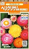 サカタのタネ 実咲花7583 ヘリクリサム（帝王貝細工） モンストローサ 10袋セット