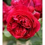 バラ苗 ルージュピエールドゥロンサール 国産新苗4号ポリ鉢 つるバラ(CL) 四季咲き 赤系