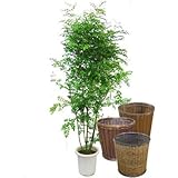 シマトネリコ【バスケット(鉢カバー) 付き】 バスケット02