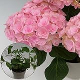 あじさい苗　【メアリー苗木】　5号鉢　あじさい　アジサイ　紫陽花　花鉢植え　花