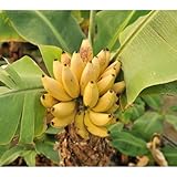 ドワーフモンキーバナナ4.5号ポット[1年半で実がつくわい性のバナナ！] ノーブランド品