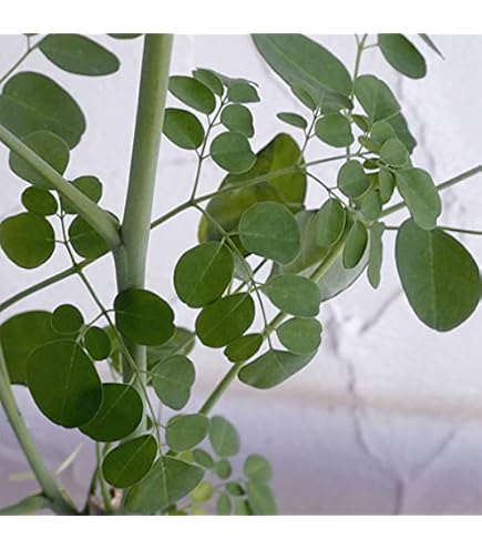 モリンガ　苗　２株　種　5粒 Amazon.co.jp: モリンガの苗 2株セット : DIY・工具・ガーデン