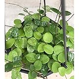 ホヤ：マテディ5号吊鉢[超希少種のホヤ] ノーブランド品