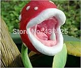 ピング昆虫を引く植物は肉食植物デスクポット盆栽種子を種子30粒魔女