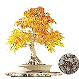 Zhaozhe盆栽種子 メープルツリー 観葉植物 種子盆栽 ホーム＆ガーデンの種子 20種子