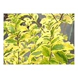 プリペット・レモンアンドライム 樹高0.3m前後 15cmポット 苗木 植木 苗 庭木 生け垣