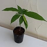 カカオの木3.5号ポット[品質に優れ育てやすいトリニタリオ種の実生苗] ノーブランド品